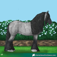 Horse Color:Blue Roan 