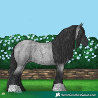 Horse Color:Blue Roan 