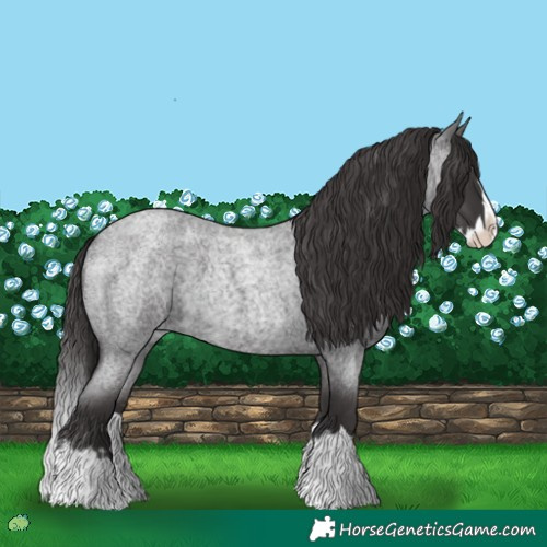 Horse Color:Smoky Blue Roan Splash 