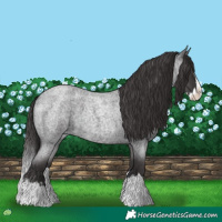 Horse Color:Smoky Blue Roan Splash 