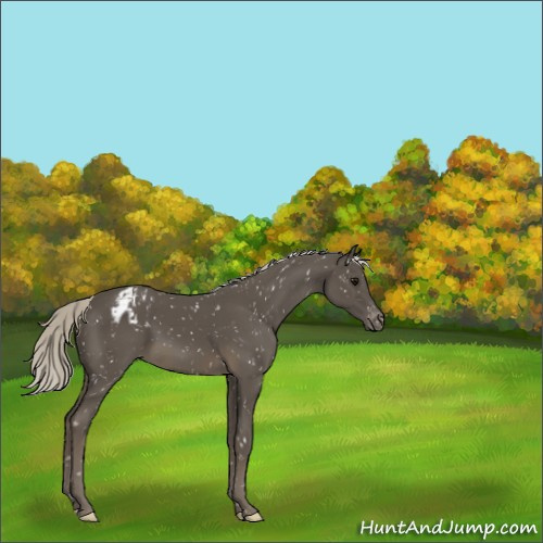 Horse Color:Silver Smoky Black Appaloosa 