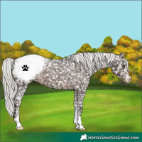 Horse Color:Silver Brown Snowflake Varnish