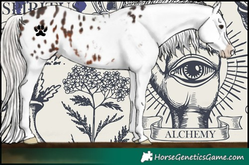 Horse Color:Silver Brown Appaloosa 