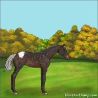 Horse Color:Silver Brown Snowflake Varnish