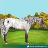 Horse Color:Silver Brown Roan Appaloosa