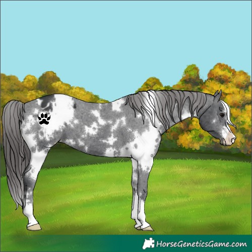 Horse Color:White Spotted Black Appaloosa 