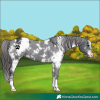 Horse Color:White Spotted Black Appaloosa 