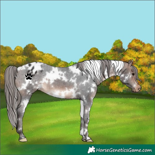 Horse Color:White Spotted Bay Appaloosa 