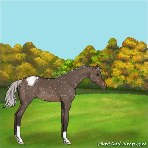 Horse Color:Silver Brown Dun Appaloosa 