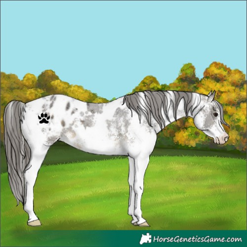 Horse Color:White Spotted Buckskin Varnish