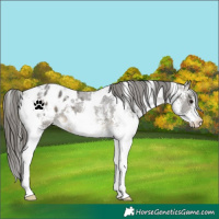 Horse Color:White Spotted Buckskin Varnish 
