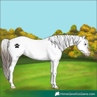 Horse Color:White Spotted Brown Snowflake Varnish