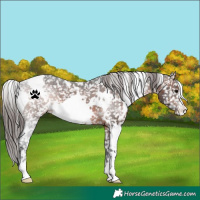 Horse Color:White Spotted Brown Appaloosa 