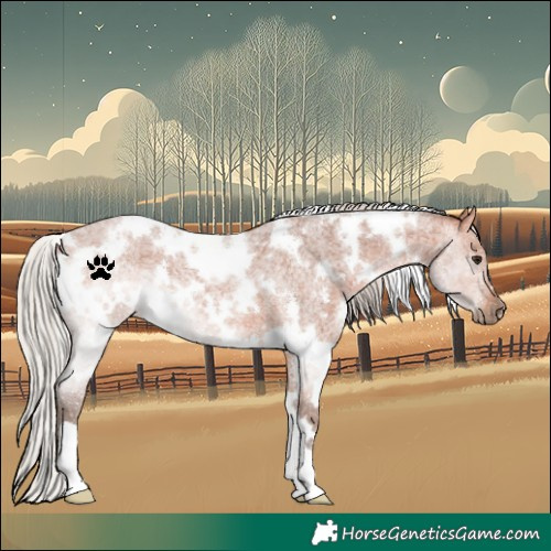 Horse Color:White Spotted Silver Bay Roan