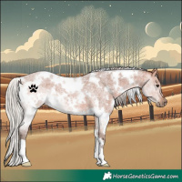 Horse Color:White Spotted Silver Bay Roan