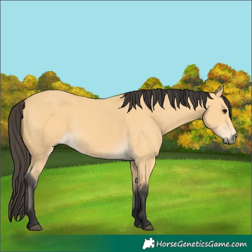 Horse Color:Buckskin 