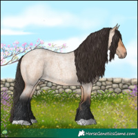 Horse Color:Bay Roan Dun 