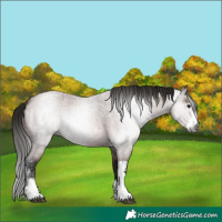 Horse Color:Gray Bay Roan Sabino 