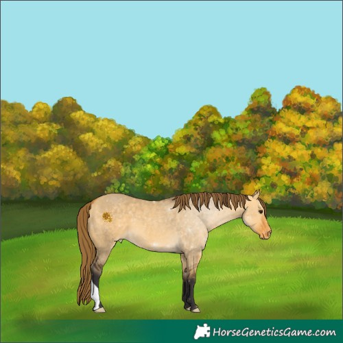 Horse Color:Buckskin Dun Appaloosa 