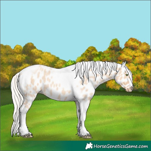 Horse Color:Silver Amber Champagne Roan Dun Splash Tobiano Frame Leopard Rabicano