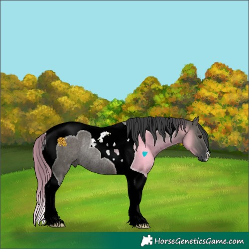 Horse Color:Grullo Tobiano Rabicano 