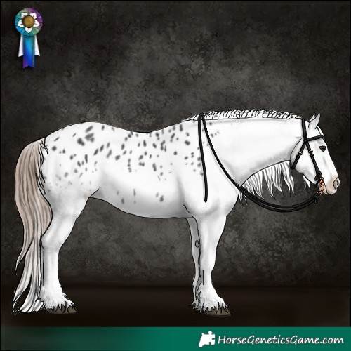 Horse Color:Black Splash Tobiano Appaloosa 