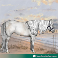 Horse Color:Gray White Spotted Brown Dun Sabino