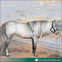 Horse Color:Gray White Spotted Bay Sabino