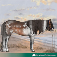 Horse Color:White Spotted Brown Sabino 
