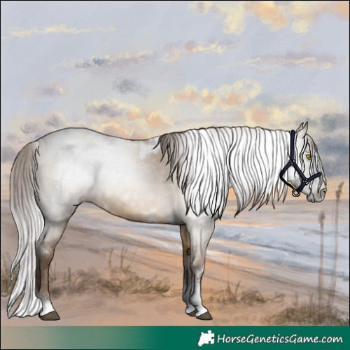 Horse Color:Gray White Spotted Brown Pearl Dun Sabino