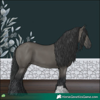 Horse Color:Grullo 