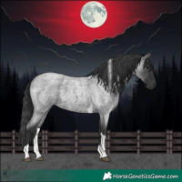 Horse Color:Blue Roan Tobiano 