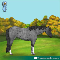 Horse Color:Blue Roan Tobiano 