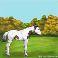 Horse Color:Brown Splash Tobiano Blanket