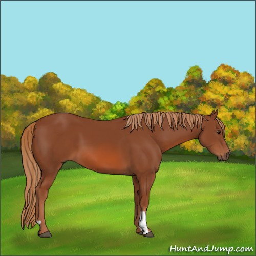 Horse Color:Chestnut 