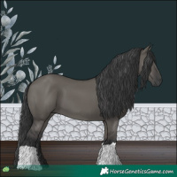 Horse Color:Grullo 