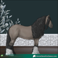 Horse Color:Grullo 