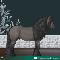 Horse Color:Grullo 