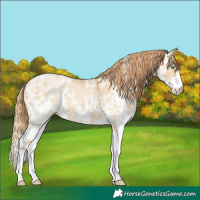 Horse Color:Buckskin Pearl Sabino 