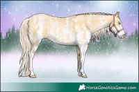 Horse Color:Palomino Pearl Sabino 