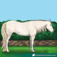 Horse Color:Buckskin Pearl Sabino 