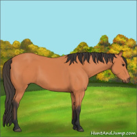 Horse Color:Bay 