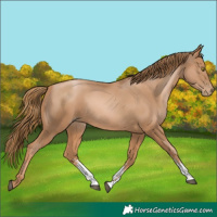Horse Color:Chestnut Pearl Sabino