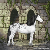 Horse Color:Gray White Spotted Black  and Gray White Spotted Blue Roan 