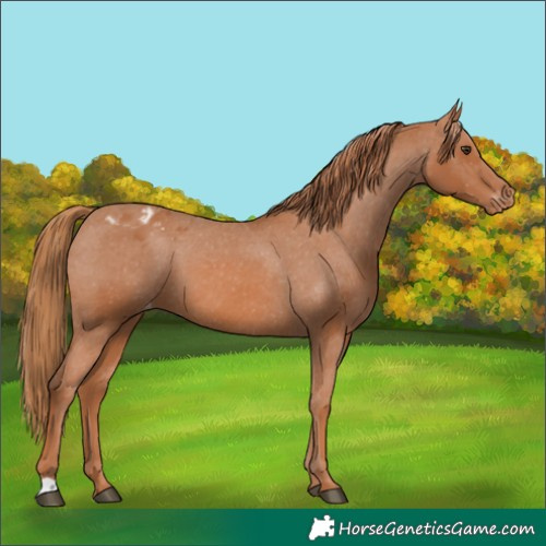 Horse Color:Chestnut Appaloosa 