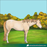 Horse Color:Buckskin Pearl Sabino 