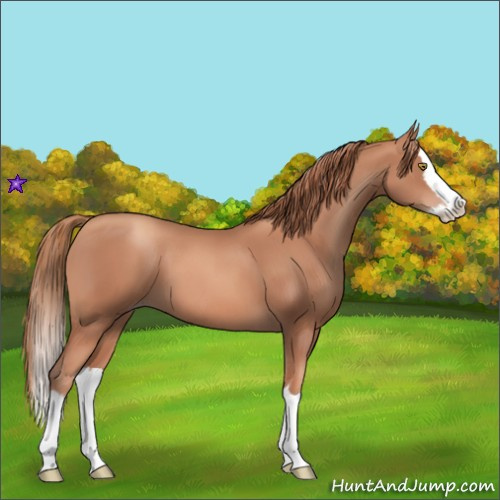 Horse Color:Gold Champagne Splash 