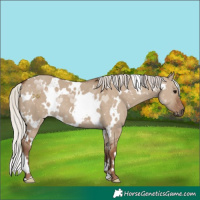 Horse Color:White Spotted Silver Grullo 