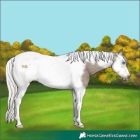 Horse Color:Silver Grullo Splash Tobiano Frame 