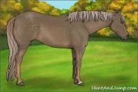 Horse Color:Chocolate Palomino 